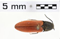 Foto von Bronzesitula (NHMW-PRAE-026735)